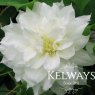 Clematis Acrtic Queen ('Evitwo' PBR) (EL)