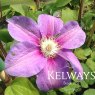 Clematis 'Barbara Jackman' (EL)