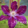 Clematis 'Black Tea' (EL)