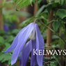 Clematis 'Blue Dancer' (A)