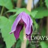 Clematis 'Brunette' (A)