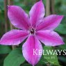 Clematis 'Carnaby' (EL)