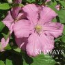Clematis 'Comtesse de Bouchaud' (LL)