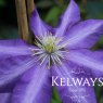Clematis 'Daniel Deronda' (EL)