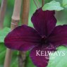 Clematis 'Dark Eyes' (Vt)