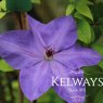 Clematis 'Elsa Spath' (EL)