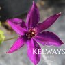 Clematis 'Ernest Markham' (LL)