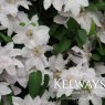 Clematis Hyde Hall ('Evipo009' PBR) (EL)