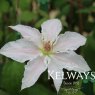 Clematis Hyde Hall ('Evipo009' PBR) (EL)