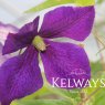 Clematis 'Jackmanii' (LL)