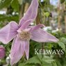 Clematis 'Markham's Pink' (A/d)