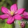 Clematis 'Ville de Lyon' (LL)