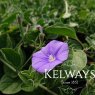 Convolvulus sabatius
