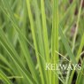 Cordyline australis