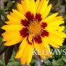 Coreopsis 'Corey Yellow'