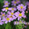 Coreopsis rosea 'American Dream'