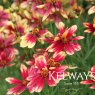 Coreopsis verticillata 'Bengal Tiger'
