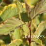 Cornus alba 'Gouchaultii' (v) (3 litre pot)