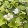 Cornus canadensis