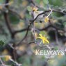 Corokia cotoneaster