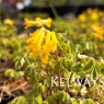 Corydalis lutea