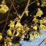 Corylopsis pauciflora