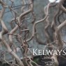 Corylus avellana 'Contorta'