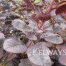 Cotinus coggygria 'Royal Purple' (3 litre pot)