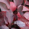Cotinus 'Grace'