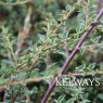 Cotoneaster atropurpureus 'Variegatus' (3 litre pot)