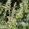 Cotoneaster conspicuus 'Decorus'