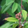 Cotoneaster 'Cornubia'