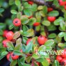 Cotoneaster x suecicus 'Coral Beauty'