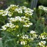 Crambe maritima