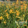 Crocosmia x crocosmiiflora 'George Davison'
