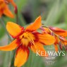 Crocosmia x crocosmiiflora 'Emily McKenzie'