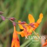 Crocosmia x crocosmiiflora 'Emily McKenzie'