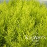 Cupressus macrocarpa 'Wilma'
