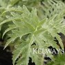 Cynara cardunculus