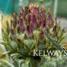 Cynara cardunculus