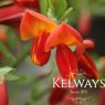 Cytisus 'Lena'