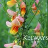 Cytisus x boskoopii 'La Coquette'