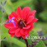 Dahlia 'Bishop of Llandaff'