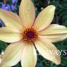 Dahlia 'Bishop of York'