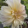 Dahlia 'Cafe au Lait' (D)