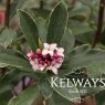 Daphne odora 'Aureomarginata' (v)