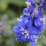Delphinium Blue Bird Group