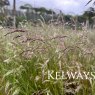 Deschampsia flexuosa