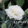 Dianthus 'Alan Titchmarsh' (p)