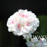 Dianthus 'Alan Titchmarsh' (p)